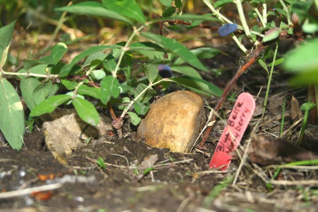  photo IMG_3054_1_1.jpg